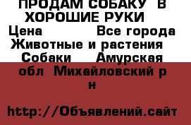ПРОДАМ СОБАКУ  В ХОРОШИЕ РУКИ  › Цена ­ 4 000 - Все города Животные и растения » Собаки   . Амурская обл.,Михайловский р-н